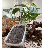 خرما خضراوی 1000 گرم